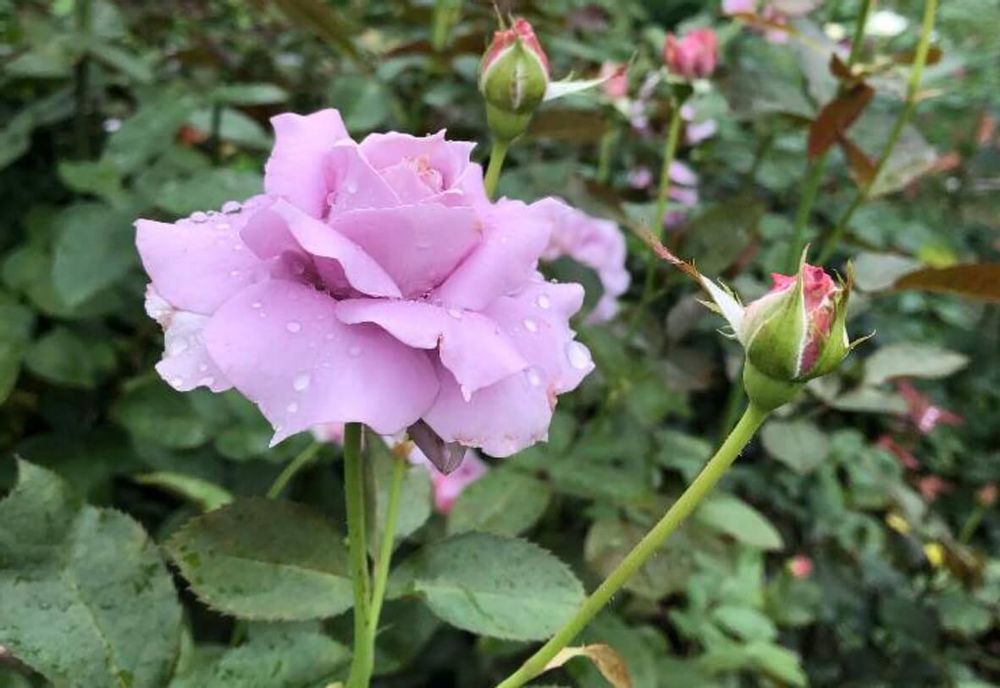 バラノバーリス