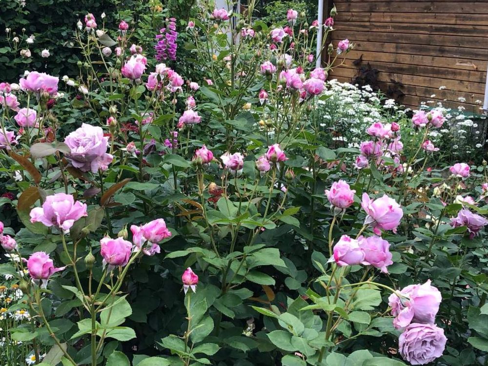 バラノバーリス