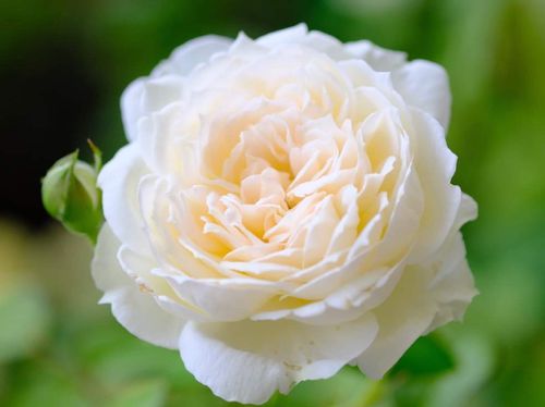 バラ ボレロとは 育て方や誘引の方法 花の特徴や香りは Greensnap グリーンスナップ バラ ボレロとは 育て方や誘引の方法 花の特徴や香りは Greensnap グリーンスナップ