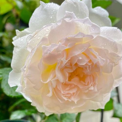 バラ ボレロとは 育て方や誘引の方法 花の特徴や香りは Greensnap グリーンスナップ バラ ボレロとは 育て方や誘引の方法 花の特徴や香りは Greensnap グリーンスナップ