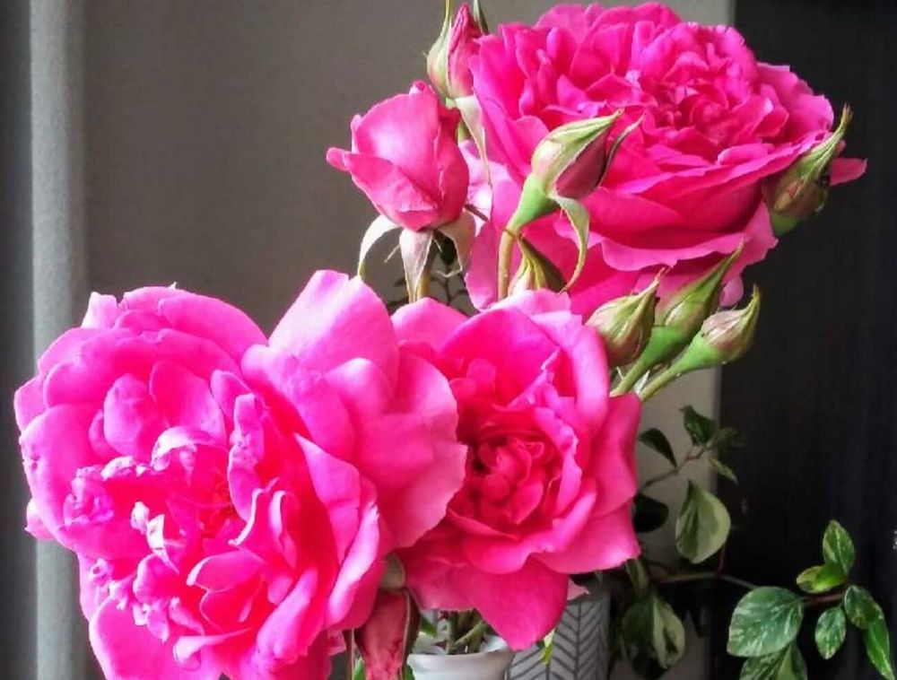 バラ・パレード