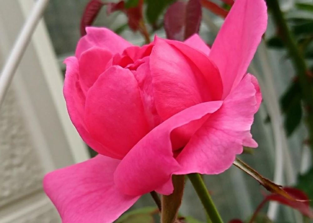 バラ・パレード