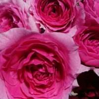 バラ・パレードとは｜育て方や誘引の方法、花の特徴や香りは？の画像