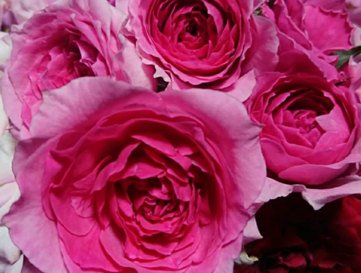バラ パレードとは 育て方や誘引の方法 花の特徴や香りは Greensnap グリーンスナップ