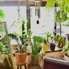 【初心者必見】観葉植物の育て方！基本のお手入れ方法や置き場所は？の画像