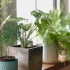 【観葉植物の冬越しのコツ】冬の水やり頻度や置き場所は？｜三上真史のお悩みＱ＆Ａの画像