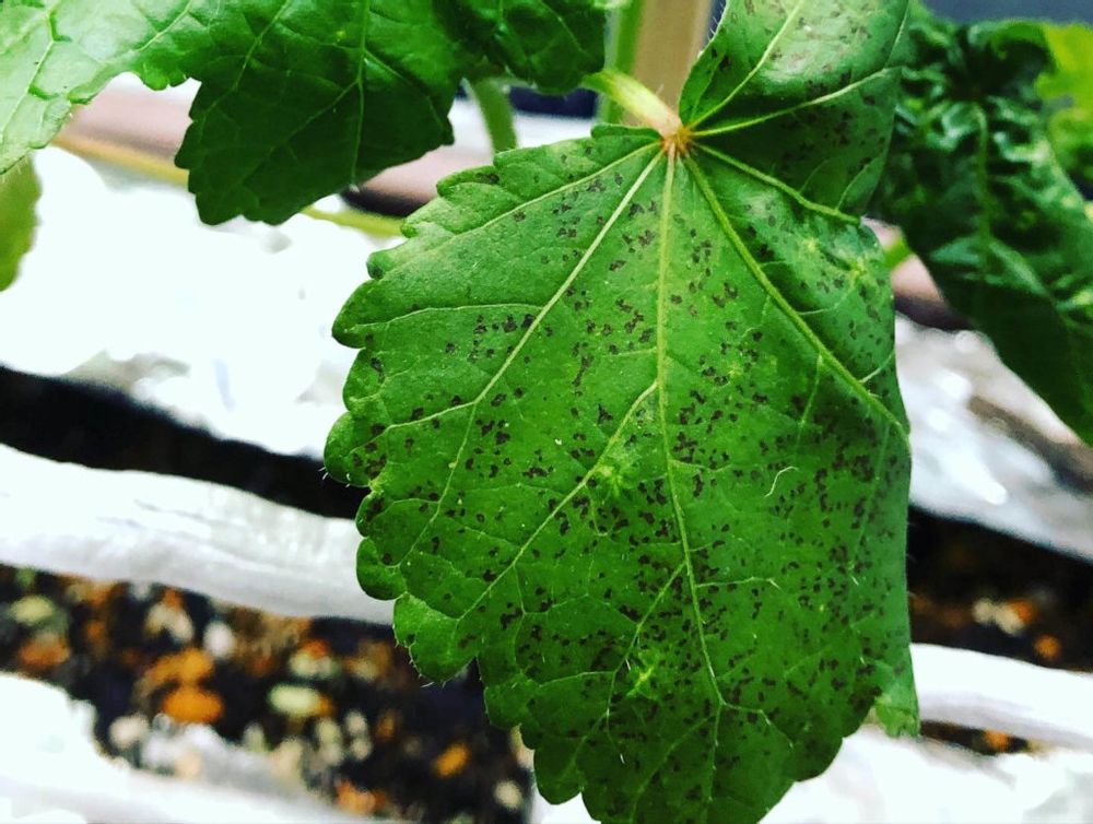 病気にかかったオクラの葉