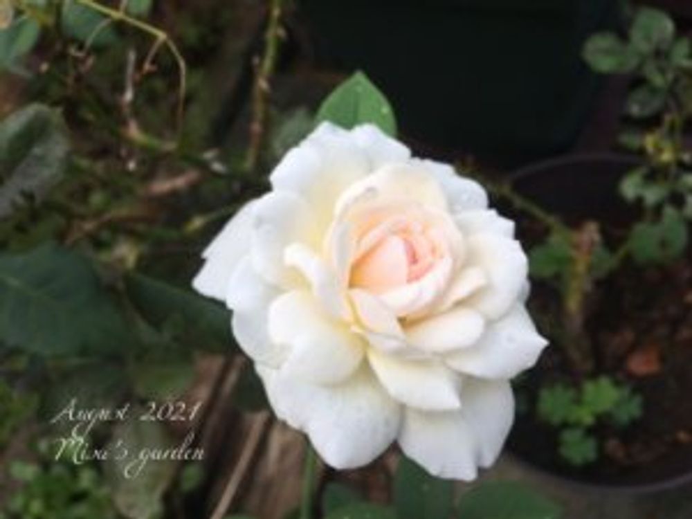 オールドローズ