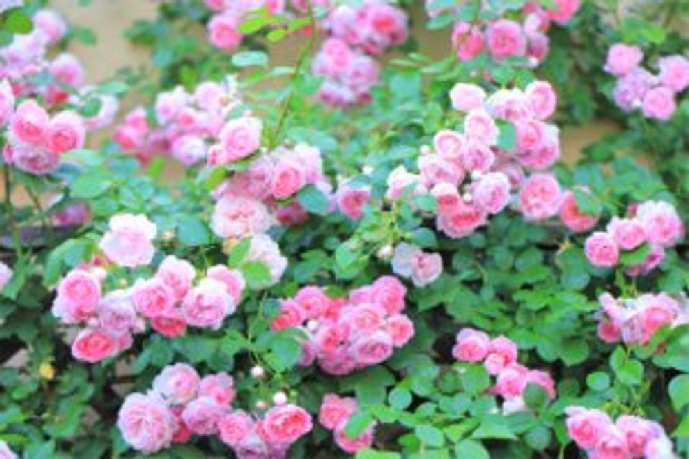 オールドローズ