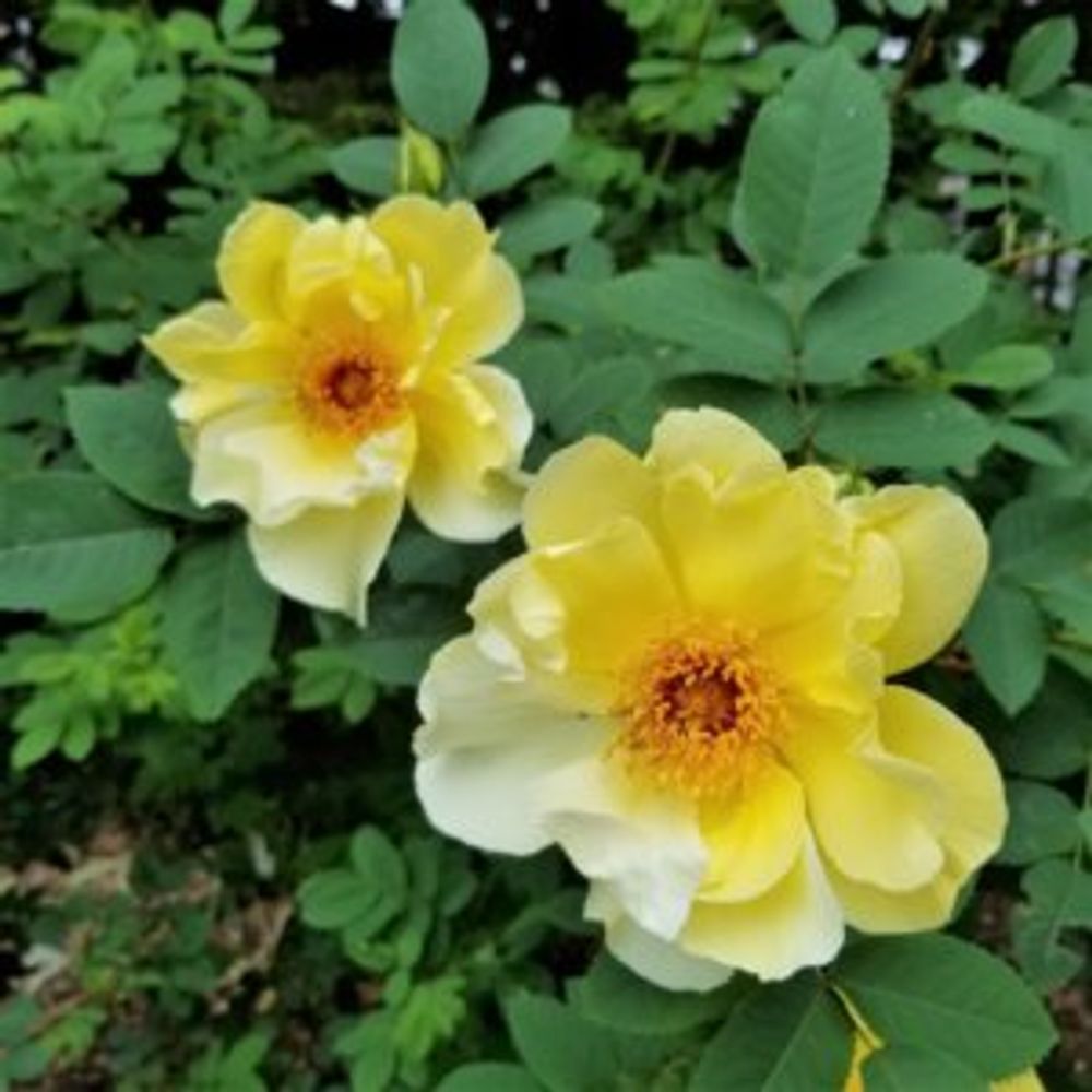 オールドローズ