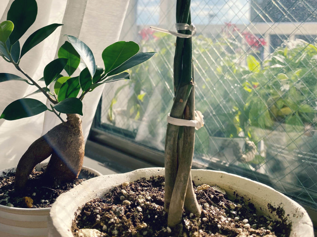 パキラ　編み込み