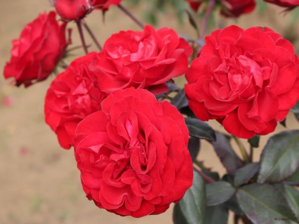 バラ 薔薇 の花言葉 色や本数別 怖い意味とは 花瓶に長く飾るコツは Greensnap グリーンスナップ