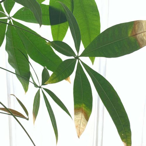 パキラが葉焼けしてしまう原因と対策 葉の色が変わってしまったらどうする Greensnap グリーンスナップ