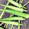 オクラの病気｜葉っぱが黒いのは害虫が原因？症状や予防方法を紹介の画像