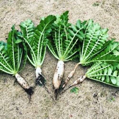 ダイコン 大根 の種類 人気の品種や特徴 食べ方は Greensnap グリーンスナップ