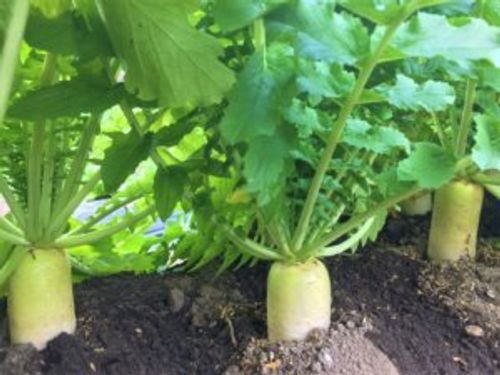 ダイコン 大根 の種類 人気の品種や特徴 食べ方は Greensnap グリーンスナップ