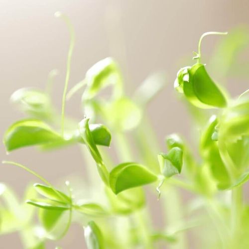 豆苗の栄養 効果 効能や保存方法 旬の時期や選び方は Greensnap グリーンスナップ