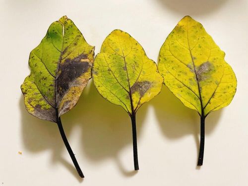 ナスの病気 うどんこ病や青枯れ病 灰色かび病などの予防 対策は Greensnap グリーンスナップ