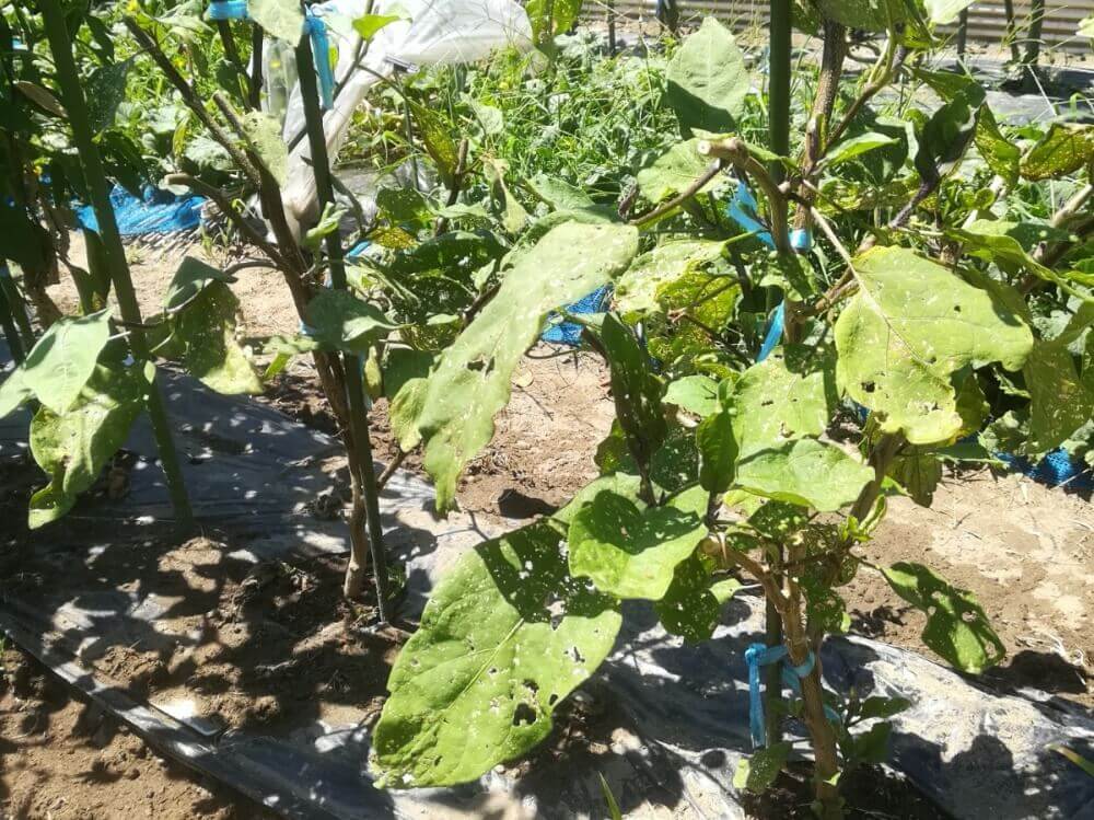 ナスの病気 うどんこ病や青枯れ病 灰色かび病などの予防 対策は Greensnap グリーンスナップ