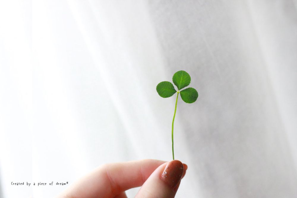 クローバーの押し花