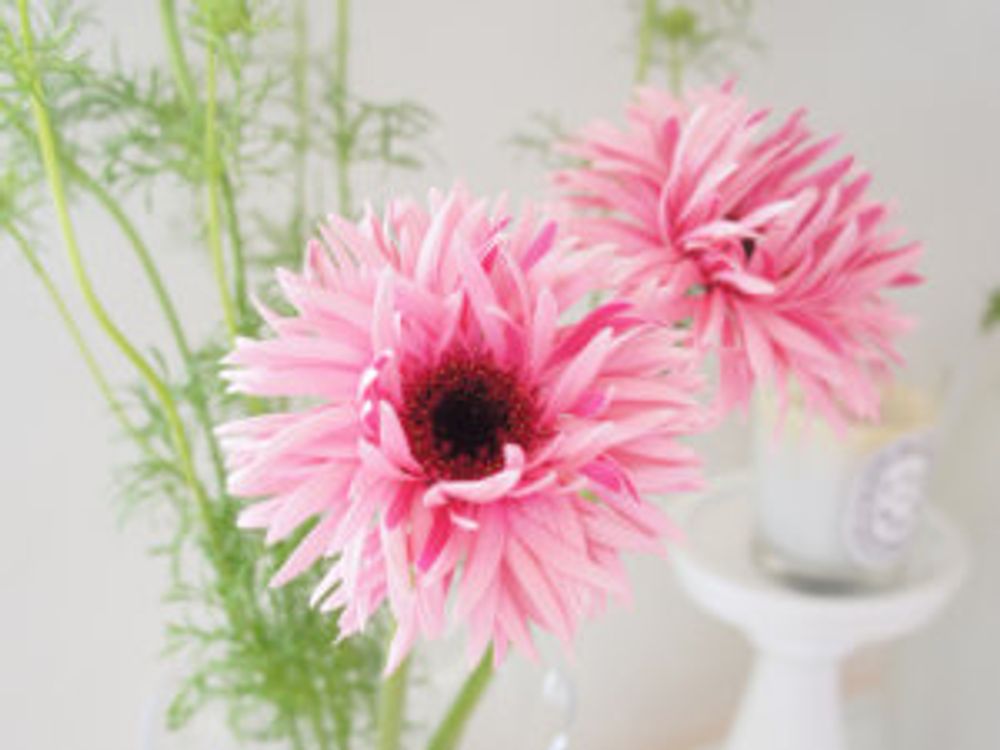 ガーベラ・イギー