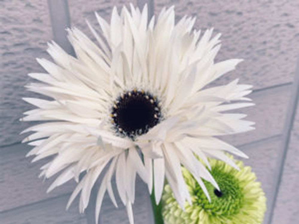 ガーベラ・ガーデンゴースト