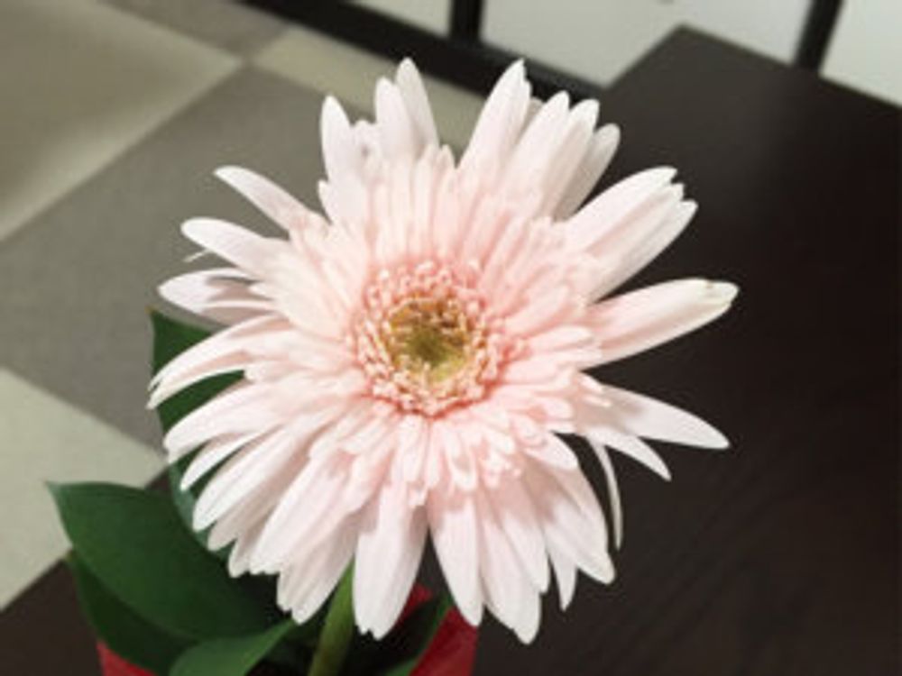 ガーベラ・シェリー