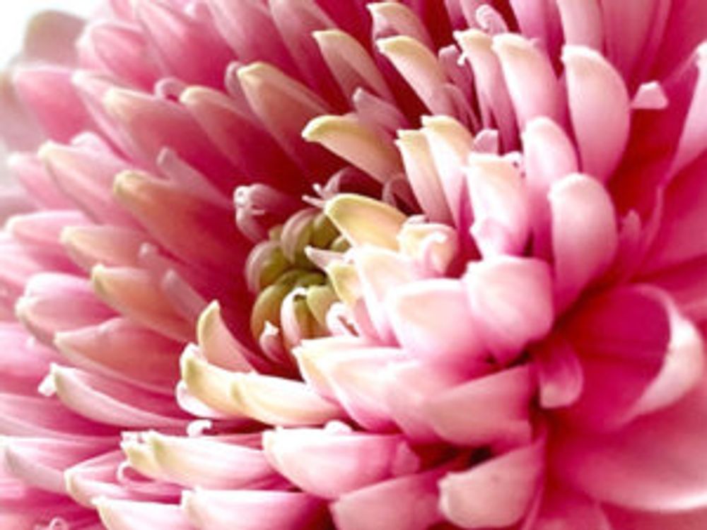 ガーベラ・トレーシー