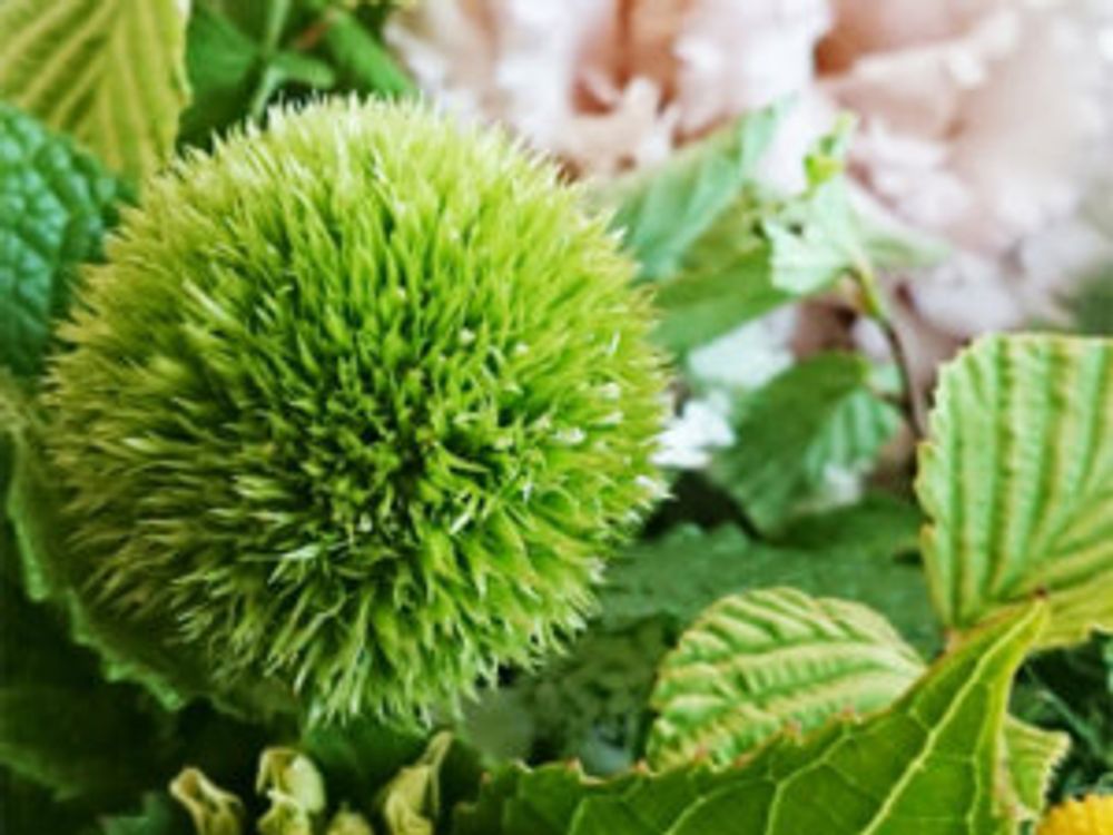 ガーベラ・ポコロコ