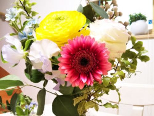 ガーベラの種類 人気品種選 八重咲きやスパイダー咲きの品種は Greensnap グリーンスナップ