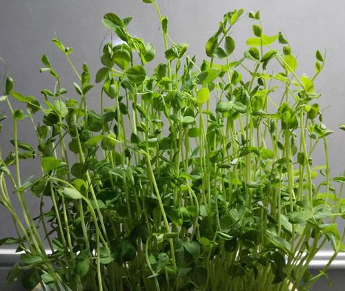 豆苗の栄養 効果 効能や保存方法 旬の時期や選び方は Greensnap グリーンスナップ