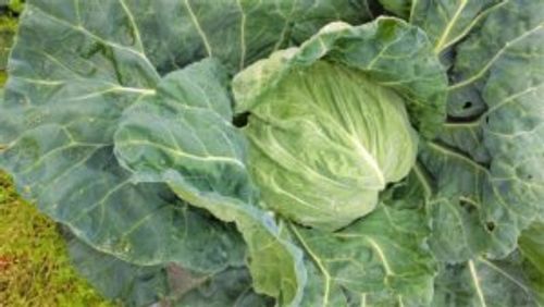 キャベツの病害虫 虫の原因や対策 葉っぱに発生する黒い斑点はなに Greensnap グリーンスナップ