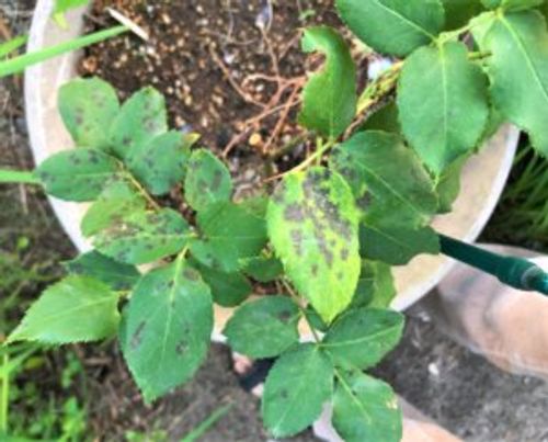 キャベツの虫 病気 原因や対策 葉っぱに発生する黒い斑点はなに Greensnap グリーンスナップ キャベツの虫 病気 原因や対策 葉っぱに発生する黒い斑点はなに Greensnap グリーンスナップ