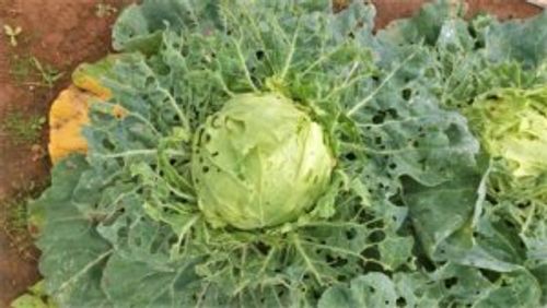 キャベツの病害虫 虫の原因や対策 葉っぱに発生する黒い斑点はなに Greensnap グリーンスナップ キャベツの病害虫 虫の原因や対策 葉っぱに発生する黒い斑点はなに Greensnap グリーンスナップ