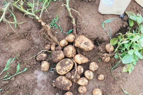 ジャガイモの収穫時期 目安や掘り方は 収穫後の保管 貯蔵方法は Greensnap グリーンスナップ