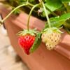 イチゴのかかりやすい病気｜萎黄病や炭疽病の症状は？見分け方を解説の画像