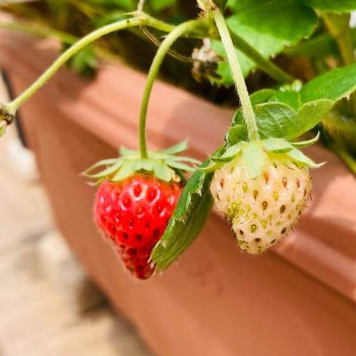 イチゴの病気 炭疽病 うどんこ病 モザイク病などの予防策は Greensnap グリーンスナップ