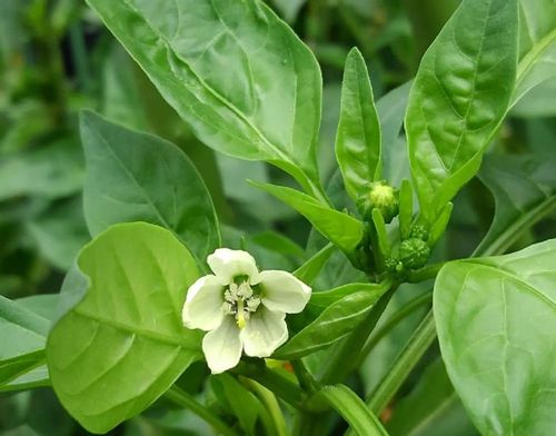 ピーマンの病気 青枯れ病 うどんこ病 灰色かび病などの予防や対策はある Greensnap グリーンスナップ