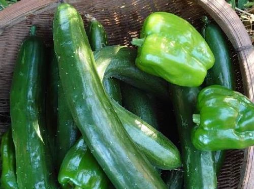 ピーマンの害虫 アブラムシなどが発生しやすい時期 予防や対策は Greensnap グリーンスナップ