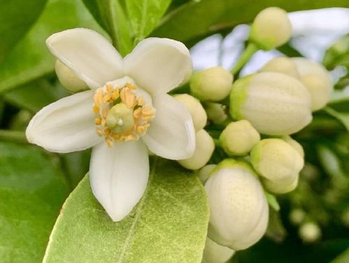 ミカンの病気 害虫 葉にはどんな症状が出る 時期や対策 予防方法は Greensnap グリーンスナップ