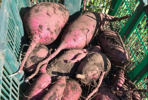 さつまいもの病気 害虫 うどんこ病や基腐病の症状 予防や対策は Greensnap グリーンスナップ さつまいもの病気 害虫 うどんこ病や基腐病の症状 予防や対策は Greensnap グリーンスナップ