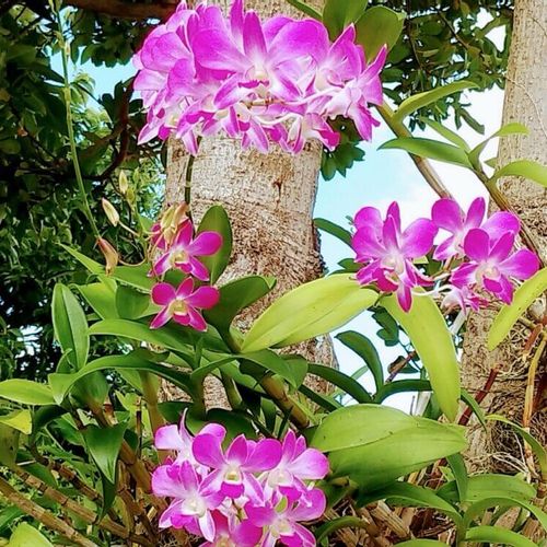 デンファレの花言葉 花の特徴や種類は Greensnap グリーンスナップ