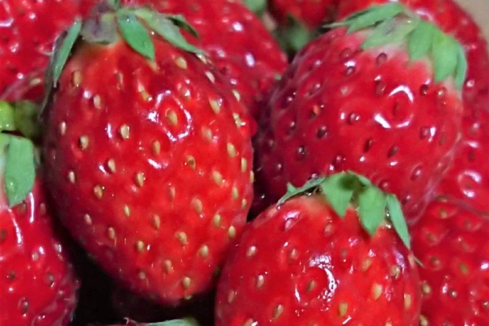 イチゴ とちおとめ