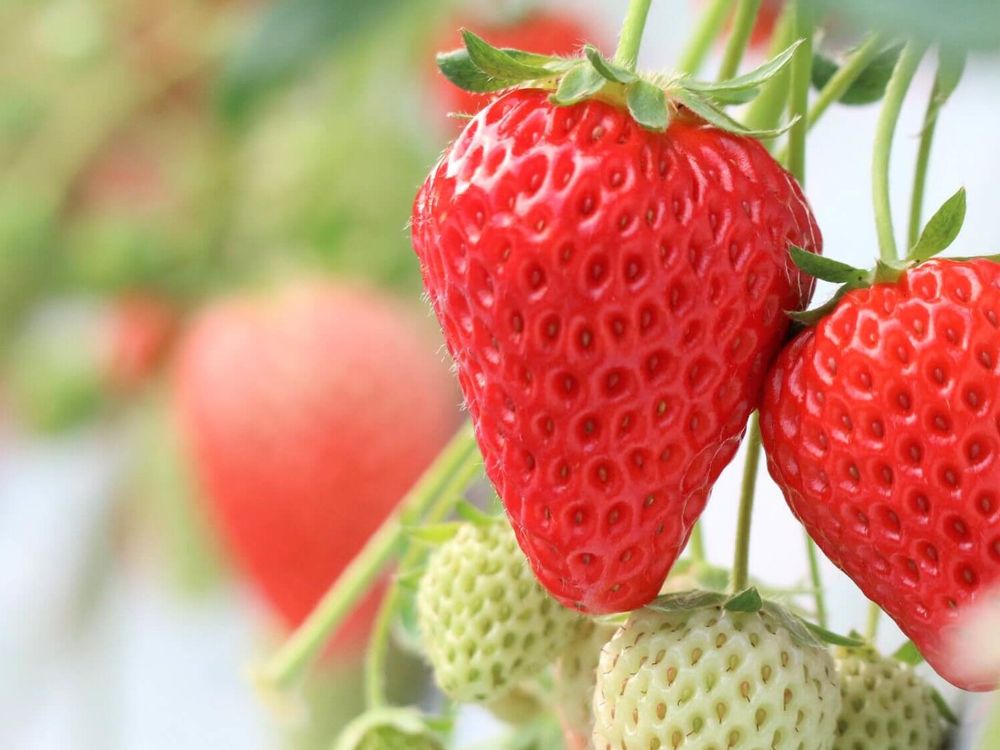 イチゴ　紅ほっぺ