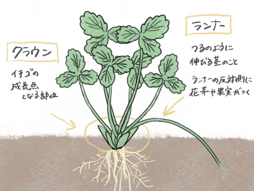 イチゴ　ランナー　クラウン　イラスト
