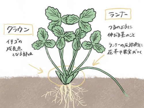 イチゴの栽培 育て方 プランターで育てるコツは 苗の植え方や植える時期は Greensnap グリーンスナップ