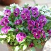 パンジーの種まき｜時期や発芽率を上げるコツは？種まき後の管理方法は？の画像