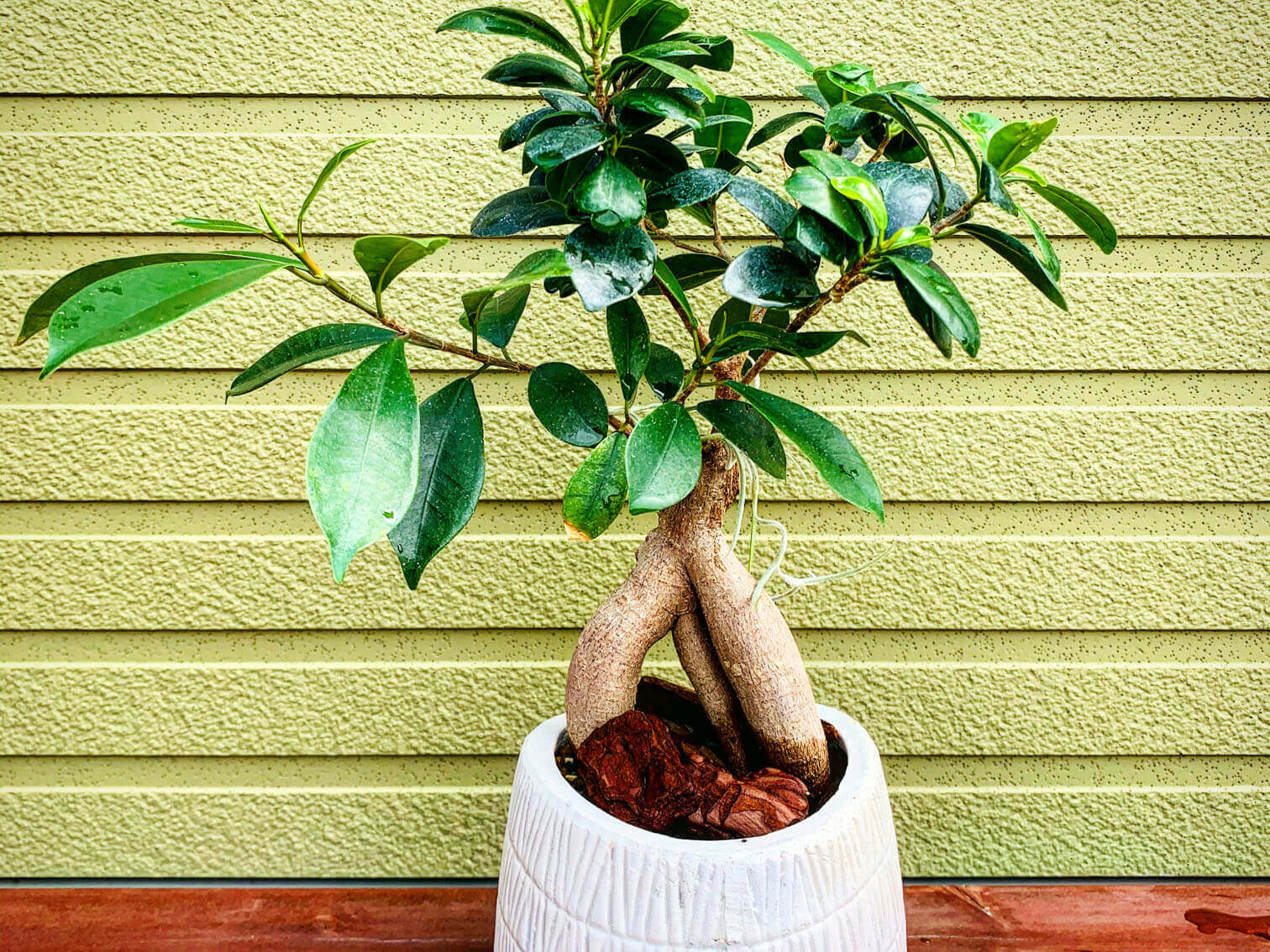 風水で願いを叶える可愛いガジュマル - 観葉植物