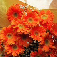 ガーベラの花束｜おしゃれに組み合わせられる花や本数別の意味は？の画像