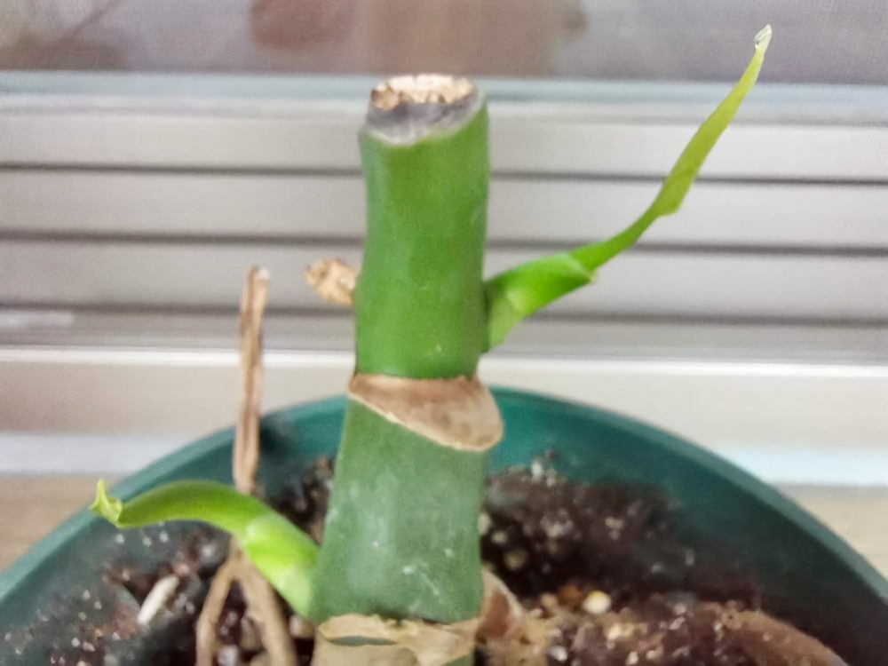 モンステラの剪定 切り戻しの時期は 伸びすぎた茎の切る位置は Greensnap グリーンスナップ